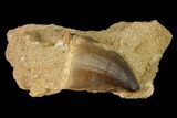 Mosasaur (Prognathodon) Tooth In Rock - Morocco #154860-1